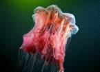 Космос подводного мира в фотографиях александра семенова