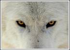 Полярный волк (canis lupus tundrorum)