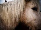 Знаменитые исландские лошади