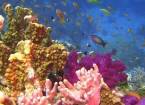 Красоты подводного мира красного моря