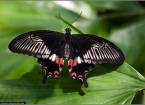 Парк бабочек – cambridge butterfly conservatory