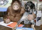 Орангутан сурия (suryia) и пёс роско (roscoe) - подлинная история настоящей дружбы