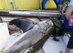 Белая акула запрыгнула в лодку к исследователям