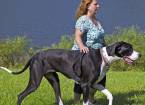 Самой большой собакой в мире стал немецкий дог по кличке нова