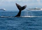 Горбатые киты на гавайях
