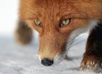 Фестиваль фотографов дикой природы montier-en-der. лисы камчатки
