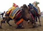 Фестиваль верблюжьих боев в турции