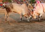 Бои быков в индии