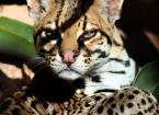 Интересные факты об оцелоте (leopardus pardalis)