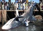 Мертвую китовую акулу, найденную у побережья пакистана, продали за $19 тыс.