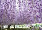Цветущая вистерия в парке цветов асикага, япония