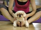 Дога-Йога - новомодная зарядка для людей и собак