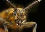 Макроснимки насекомых от ондрей пакан