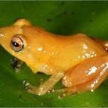 Новый вид лягушек обнаружен в панаме