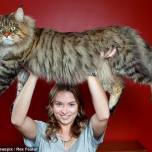 Самым крупным котом в мире станет мейн-кун по кличке руперт
