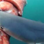 Голубые акулы напали на 4-х метрового кальмара