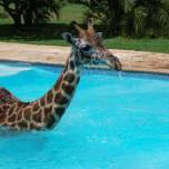 Жираф, спасаясь от полуденной жары, искупался в бассейне