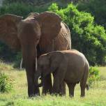Перед беременностью слонихи запасаются женскими гормонами