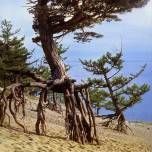 'Шагающие' деревья в бухте песчаная, байкал
