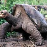 Умерла последняя абингдонская слоновая черепаха