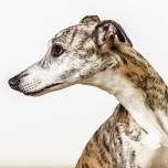 Портреты собак в фотографиях барбары о’брайен