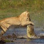 Схватка львицы с крокодилом
