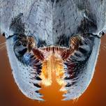 Удивительные макроснимки насекомых