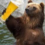 Пьяные медведи устроили погром в доме у норвежской семьи