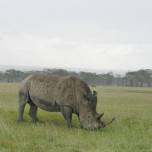 Искусственное оплодотворение белого носорога-путь к сохранению вида 