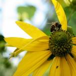 Солнечное чудо - пчелиный мёд