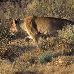 Антилопа импала и голодная львица