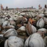 В приморье, после тайфуна болавен, люди мешками собирают морские деликатесы