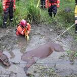 Провалившегося в болото коня спасли пожарные