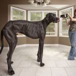 Датский дог по кличке зевс - самая высокая собака в мире