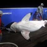 Исследование белых акул в заливе кейп-код