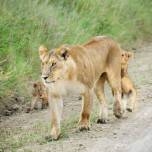 Львицы на прогулке со своими детенышами в заповеднике масай мара