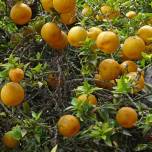 Бергамот, или апельсин-бергамот (citrus bergamia)