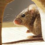 Ученые доказали, что мыши умеют заучивать мелодии и поют хором