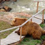 Большой медвежий репортаж с озера курильское