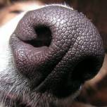 Как животные находят нужный запах в 'толпе' других