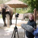 Азиатский слон кошик научился имитировать человеческую речь