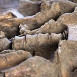 В центре европы найдены останки мамонта