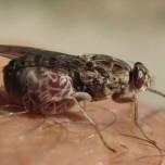 Массовая стерилизация мух цеце проводится в эфиопии