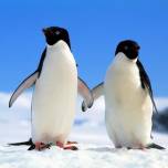 Пингвины удобряют антарктику