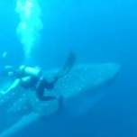 Дайверы освободили китовую акулу, запутавшуюся в канатах