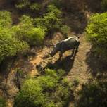 Мать-Носорог по кличке длинный рог спасла своего детеныша от браконьеров