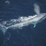 Синие киты способны на подводные пируэты