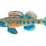 Недавно открытый вид рыбок назван в честь барака обамы
