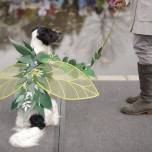 Ежегодный парад собак reindog parade 2012
