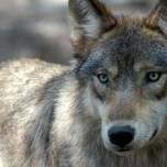 Самая знаменитая волчица в мире была убита в йеллоустоунском парке